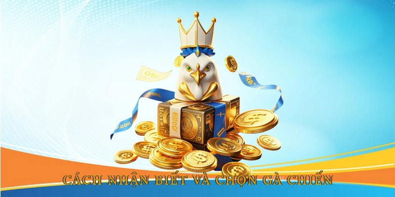 Cách nhận biết và chọn gà chiến chất lượng